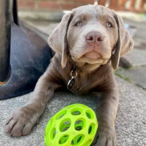 Labrador Retriever for sale sale