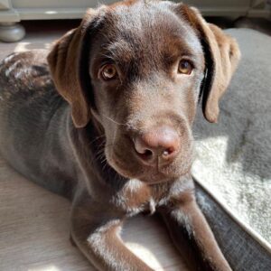 Labrador Retriever for sale sale