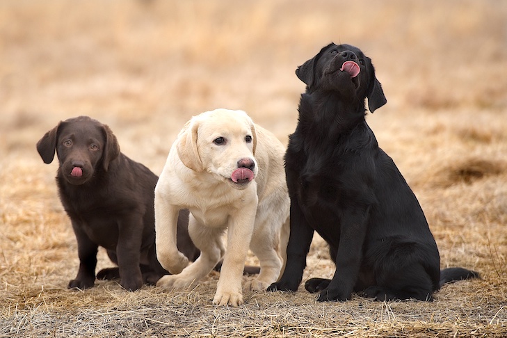 Cute labrador retriever puppies Breeders online