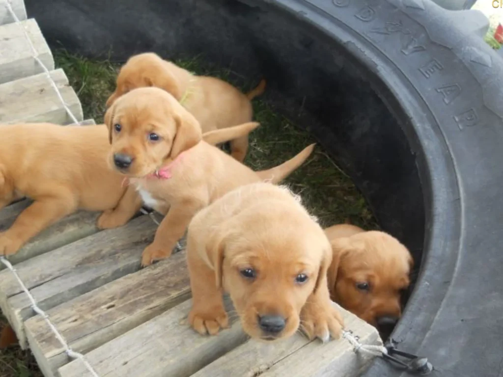 Labrador Retriever Dog & Puppy Breed and Adoption Info