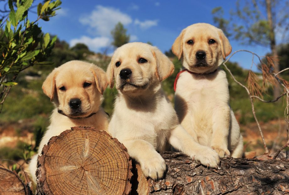 Male and female labrador retriever puppies ready for new homes